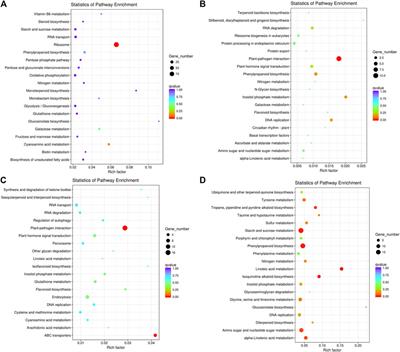 Transcriptome analysis reveals defense-related genes and pathways during dodder (Cuscuta australis) parasitism on white clover (Trifolium repens)